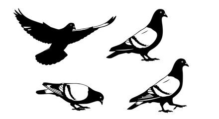 Obraz premium Vector art of collection of black pigeon silhouettes in different poses for POD