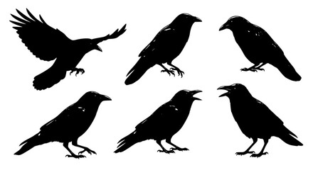 Obraz premium Vector art of set of raven silhouettes in various poses for POD