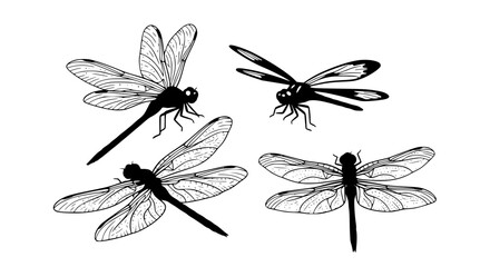 Vector art of dragonfly insect collection in a vector illustration for POD