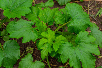 A young, green zucchini plant with large leaves in rich garden soil.