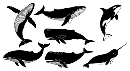 Obraz premium Vector art of collection of whale illustration in vector format for POD