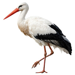 Fototapeta premium stork, full-body, isolated on a transparent background