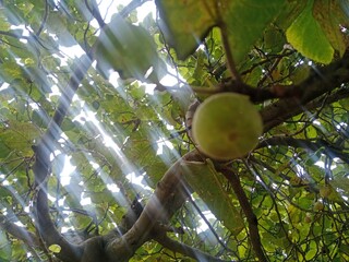 coconut on tree