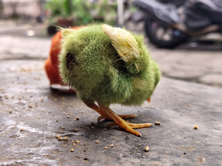 Chicken chicks in colorful colors are commonly found in traditional Indonesian markets, eating concentrate.