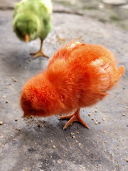 Chicken chicks in colorful colors are commonly found in traditional Indonesian markets, eating concentrate.