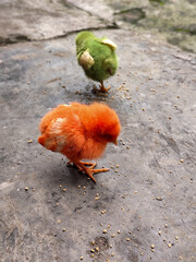 Chicken chicks in colorful colors are commonly found in traditional Indonesian markets, eating concentrate.