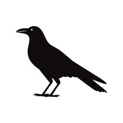 Black bird silhouette standing on white background avian