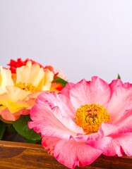 Peonies in Wooden Box