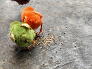 Chicken chicks in colorful colors are commonly found in traditional Indonesian markets, eating concentrate.