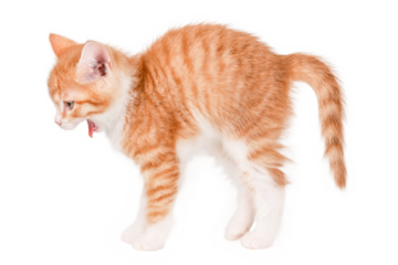 cute red and white kitten isolated on white background