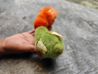 Chicken chicks in colorful colors are commonly found in traditional Indonesian markets, eating concentrate.