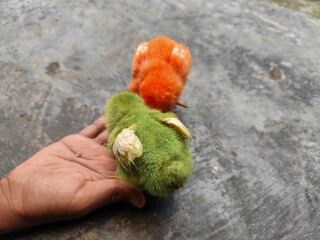 Chicken chicks in colorful colors are commonly found in traditional Indonesian markets, eating concentrate.