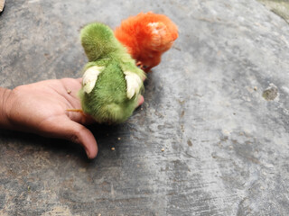 Chicken chicks in colorful colors are commonly found in traditional Indonesian markets, eating concentrate.