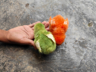 Chicken chicks in colorful colors are commonly found in traditional Indonesian markets, eating concentrate.