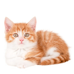cute red and white kitten isolated on white background