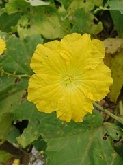 yellow leaf on a green background