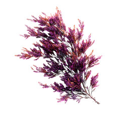 Heather Stem png
