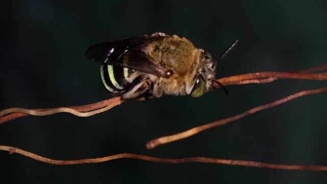 Indian bumble-bee