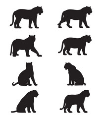 Tiger Silhouette Set on White Background