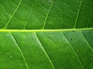 Close-up background texture fresh green leaf structure macro photography