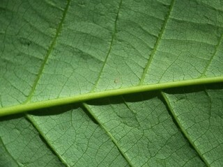 Close-up of green plant stem with tiny hairs and curled dried leaf against blurred background