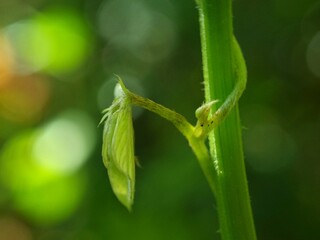 Naklejka premium Close-up of green plant stem with tiny hairs and curled dried leaf against blurred background