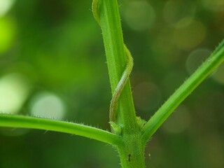 Close-up of green plant stem with tiny hairs and curled dried leaf against blurred background