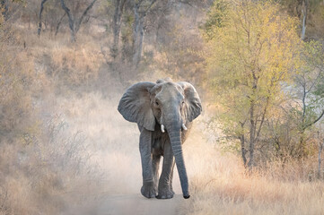 moody landscape with African elephant walking through the dust with trees in the background, photo taken in the greater Kruger area in South Africa