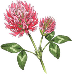 Red clover flowers and leaves on stem isolated on white background on transparent background