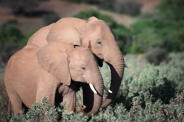 a mother elephant an her calf in the wild, photo taken in botswana, with soft morning light