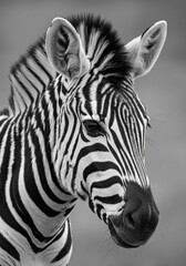Naklejka premium Striking black and white portrait of a zebra, highlighting its bold stripes and natural elegance.