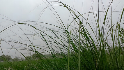 A field of green grass with long blades swaying in the wind under a cloudy overcast sky landscape