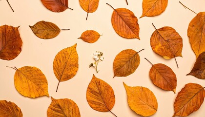 Autumn Leaves Arrangement, Nature, Indoor, Photo, Warm Colors, Top View, Seasonal Beauty