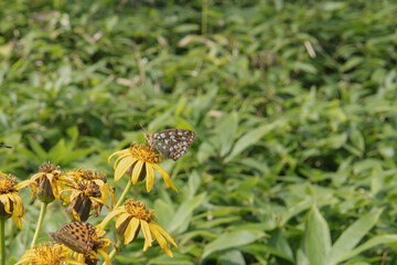 ウラギンヒョウモン（Fabriciana adippe）とマルバダケブキ（ Ligularia dentata ）の花【美ヶ原高原】長野県松本市・8月