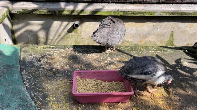 A group of Helmeted Guineafowl Numida meleagris with distinctive spotted feathers pecking and foraging together from a pink feeder at Zoo Negara Malaysia.