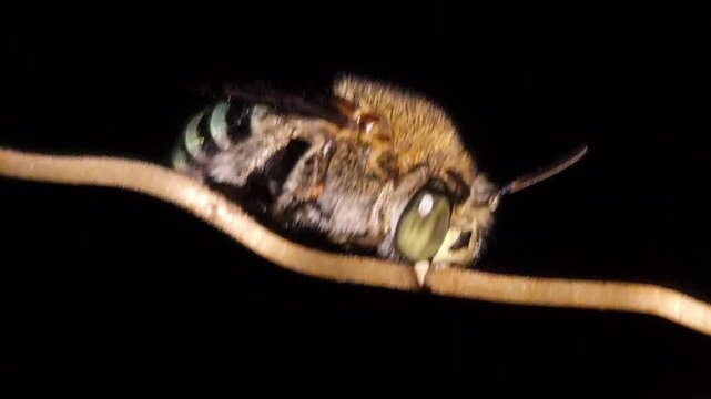 Indian bumble-bee