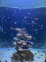 coral reef and fishes