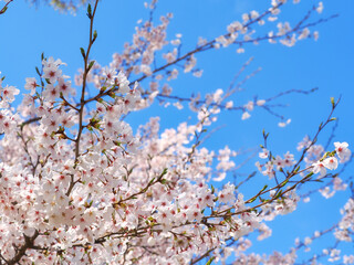 美しい青空と桜の風景