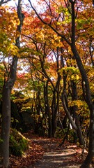 Naklejka premium Autumn forest path (5)