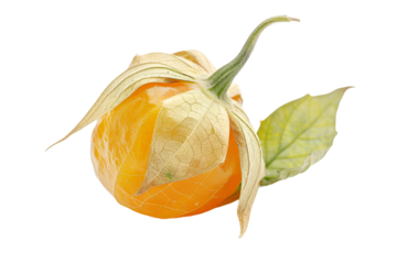 Ripe Physalis fruit with husk and leaves on black background