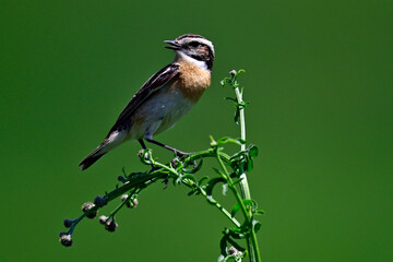 Braunkehlchen - Männchen // Whinchat - male (Saxicola rubetra)