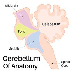 Cerebellum of anatomy or little brain.