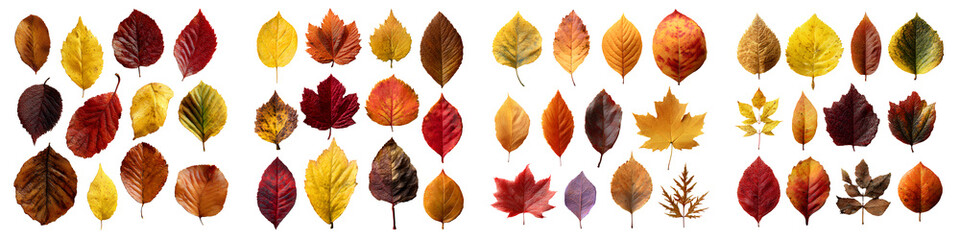 Fototapeta premium Large Set of Various Autumn Leaves on a Transparent Background.