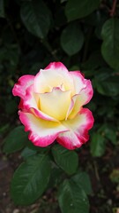 Rose in Garden, Close-up