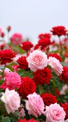 Roses Garden Closeup