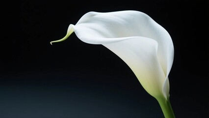 Stunning Close-Up of a Single White Calla Lily Flower with Green Stem Against a Dark Black Background