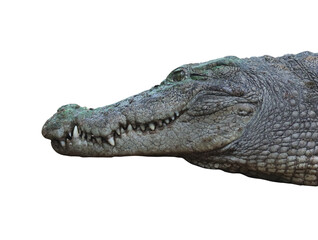 Crocodile head isolated in transparent background