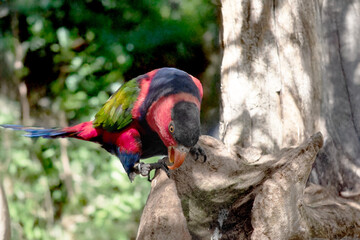 the black capped lory is sharpening his bill on the wood