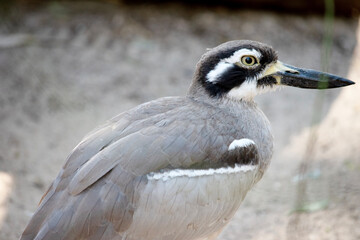 this is a side view of a beach stone curlew