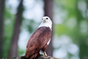 the brahminy kite is perched on a branch
